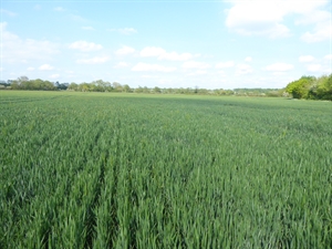 Lower Glebe Farm, Glatton